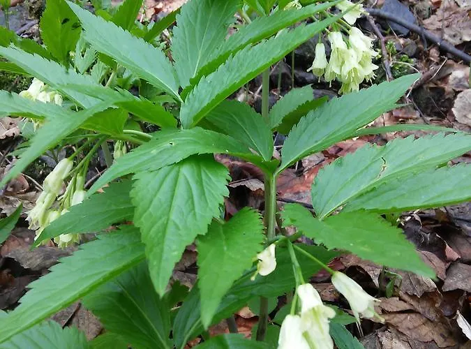 Zbójnicki Ostęp Gospodarstwo agroturystyczne