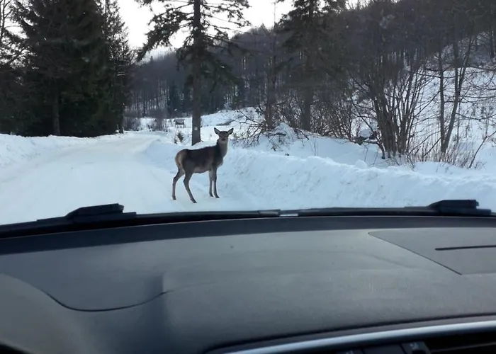 Zbojnicki Ostep * Stronie Śląskie